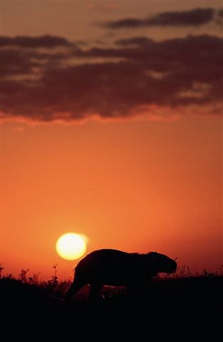 Cabybara in the llanos. Photo by Chris Sharpe. All rights reserved.