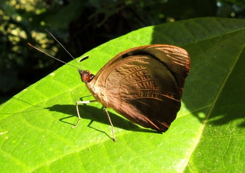 Blue-frosted catone wings closed. Photo by Rick Taylor. Copyright Borderland Tours. All rights reserved.
