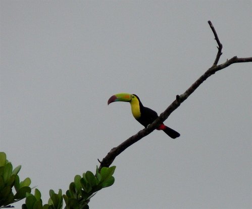 Keel-billed toucan. Photo by Rick Taylor. All rights reserved.