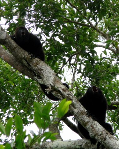 Howlers howling in the ruins at calakmul. Photo by Rick Taylor. Copyright Borderland Tours. All rights reserved.