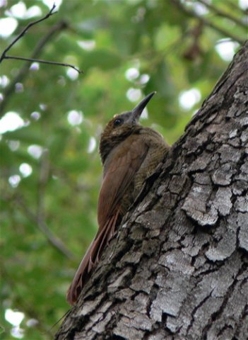 Northern barred-woodcreeper. Photo by Rick Taylor. Copyright Borderland Tours. All rights reserved.